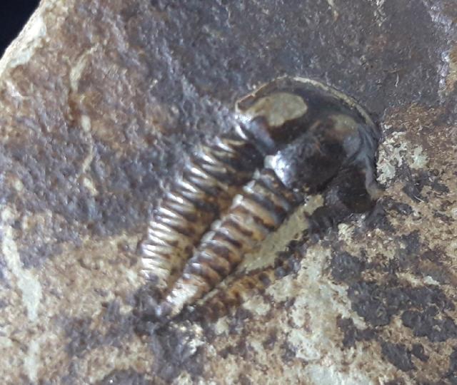 Ellipsocephalus hoffi (SCHLOTHEIM 1823) - Bild © FossNet FossilienStore